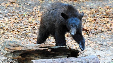 First Florida Bear Hunt in Decades Considered a Success, Shut Down After Two Days