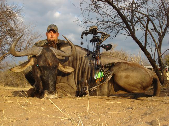 My family and I went to Africa in August 2008. The second day, This blue wildebeest bull came in to the water hole. He presented a 17 yard broadside shot, which I took with my Mathews Drenalin and an Aftershock Maniac broadhead. I was more than pleased with the outcome.