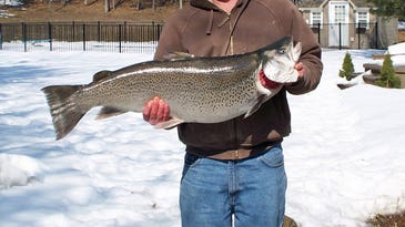 Is This Fish the New World-Record Landlocked Atlantic Salmon or a Trophy-Class Brown Trout?