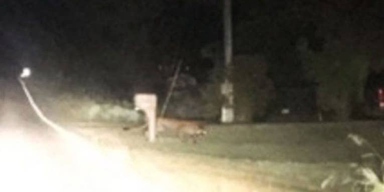 First Confirmed Cougar Sighting in Lower Michigan in 100-Plus Years