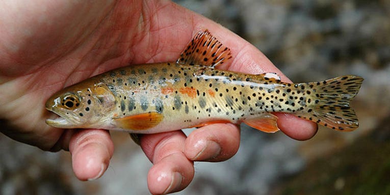 Wildfires Jeopardize Last of Rare Cutthroat Trout