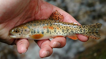 Wildfires Jeopardize Last of Rare Cutthroat Trout
