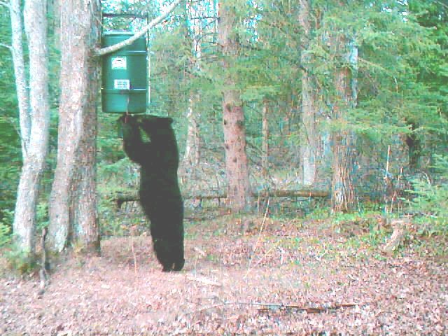 This Bruin just had to have a snack. The bottom of the feeder is six feet off the ground.