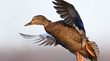 Tips for Hunting Black Ducks in the Atlantic Flyway