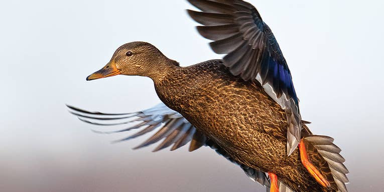 Tips for Hunting Black Ducks in the Atlantic Flyway