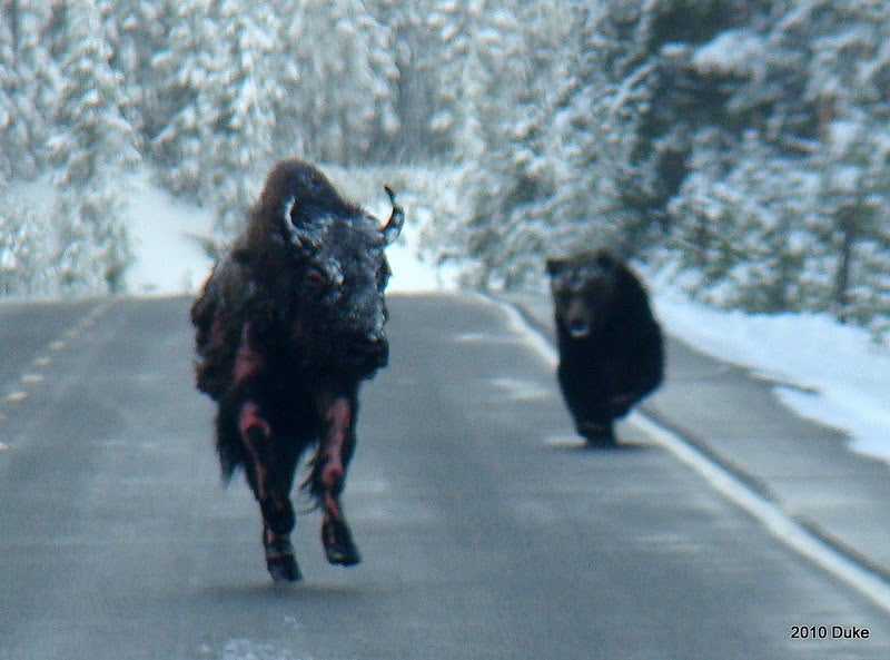 bear chases bison down road