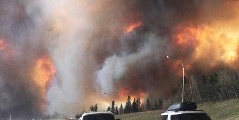 Warm Winter May Increase Wildlife Mortalities of Fort McMurray Fire