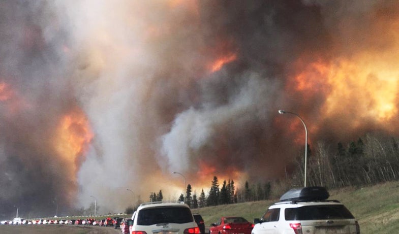 wildlife deaths, conservation news, Fort McMurray fire, conservation, wildlife,