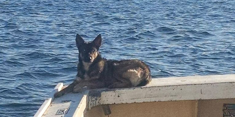 Lost Dog Found After Going Overboard Five Weeks Ago