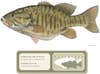 A Smallmouth Bass record from Dale Hollow Lake, Tennessee.