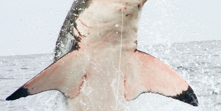 Photos: Great White Sharks Breaching for Photog’s Synthetic Seal Lure
