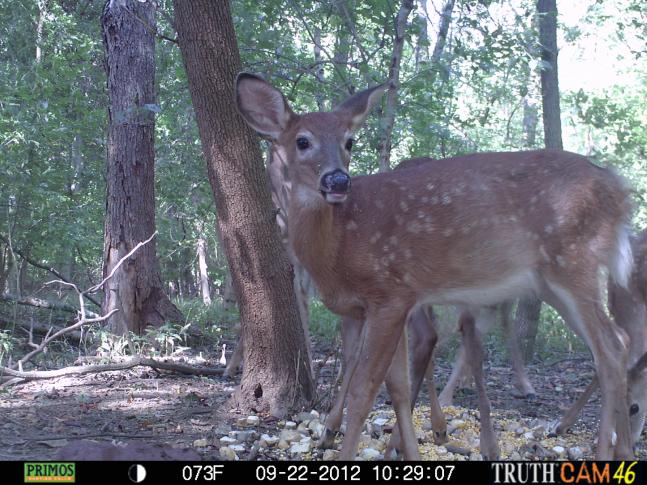 The little fawn still has his spots and it is September 22nd. Most fawns have lost their spots. This fawn must of been born late.