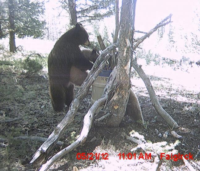 We have trail cams set up on our baits every year and came across this awesome photo of a mom helping her cub up to look in the barrel for food. by far the best ive ever seen! amazing how they act just like us sometimes! reminds me of holding a kid up to the water fountain!