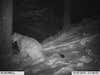 This is one of a series of over 200 pictures of this cat(Brutus) from one night. He actually appears to be kneeding the snow into a smooth bed. Picture was taken in the Blackhills of SD on a Bushnell Trophy Cam.