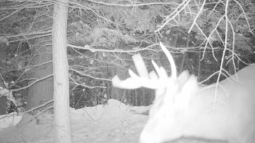 Rut Past Peak in Most Areas, But Many Bucks Acting Otherwise