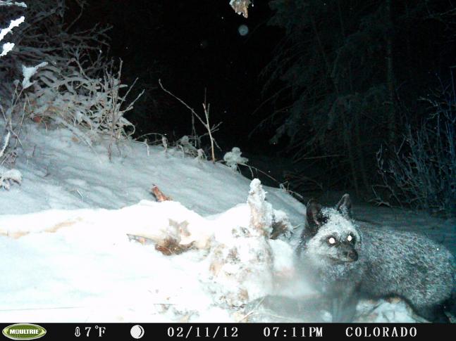 Found this Black fox on my trial cam sniffing around a road kill. Very rare to see one like this in Colorado.