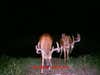 we got these two bucks on camera this spring in our land in wisconsin and they go everywhere together.