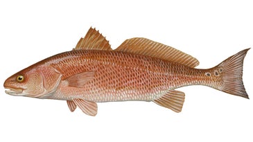 Report: Redfish in Gulf Harmed by Even “Micro-Drops” of Oil