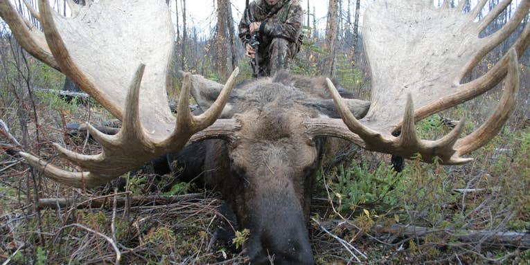 The Golden Age of Monster Moose is Now