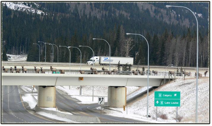 <strong>Elk Crossing</strong><br />
Circulated with the subject line, "If you build it they will come," this photo claims to show an overpass constructed near Banff to ensure safe passage of wildlife across the Trans-Canada Highway. It appears to be working. True or false?