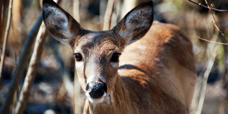 Bluetongue Claims Hundreds of Deer in Washington and Idaho