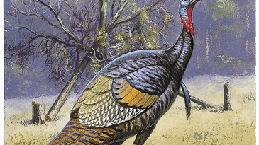 Project Turkey: Turn Your Land into Gobbler Haven