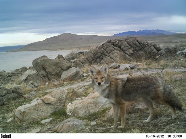 Everything about this picture is awesome. Gorgeous sky on Antelope Island with coyote posing and great clarity. Gotta love this picture