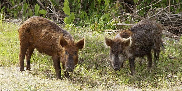 Florida Rancher Finds Profitable Solution for Statewide Feral Pig Problem