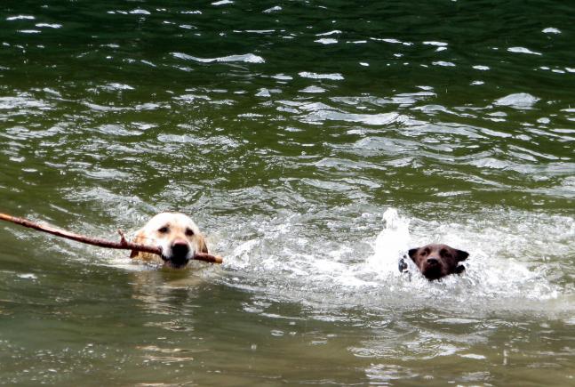 My yellow lab Timber showing my cousin's pup Charlie the ropes of being a river dog. Selway River 2009