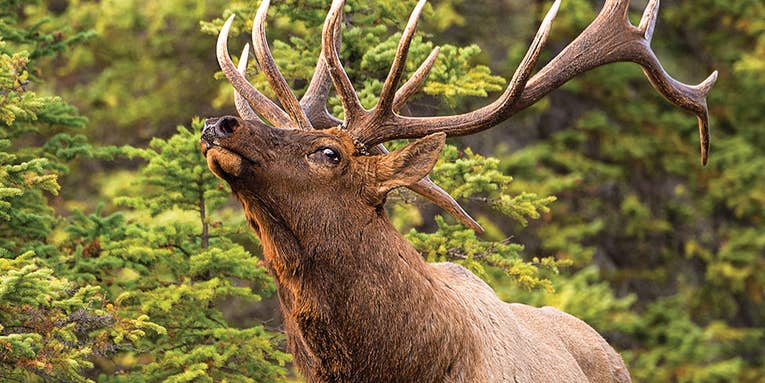 A 10-Step Plan for Calling in Big Bull Elk