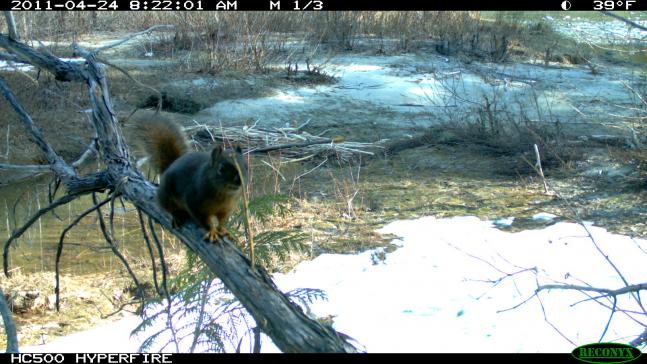 Lookin for beavers on my beaver cam but instead I got this thing.
