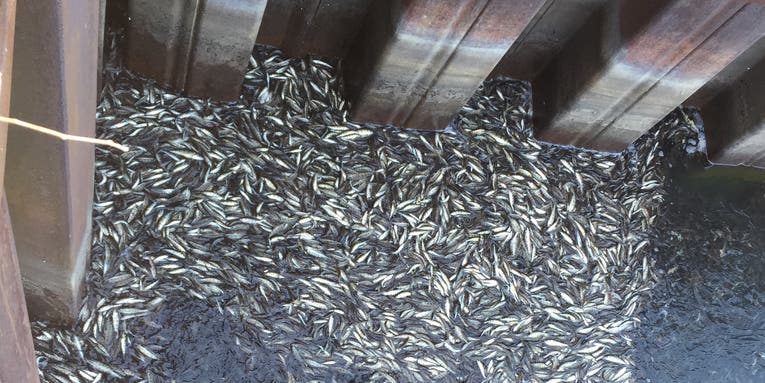 Thousands of Dead Perch Wash Up in Lake Michigan