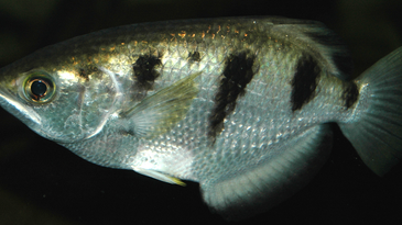 Scientists Discover That Fish Can Recognize Human Faces