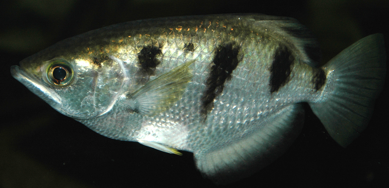 archerfish, fish recognize faces, fish intelligence, fish brain, fish memory