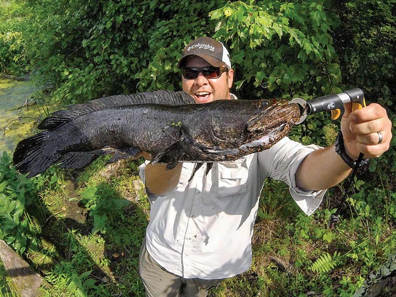 Get Snake-Bit: Catching Snakeheads on Topwater Lures Is Fishing's