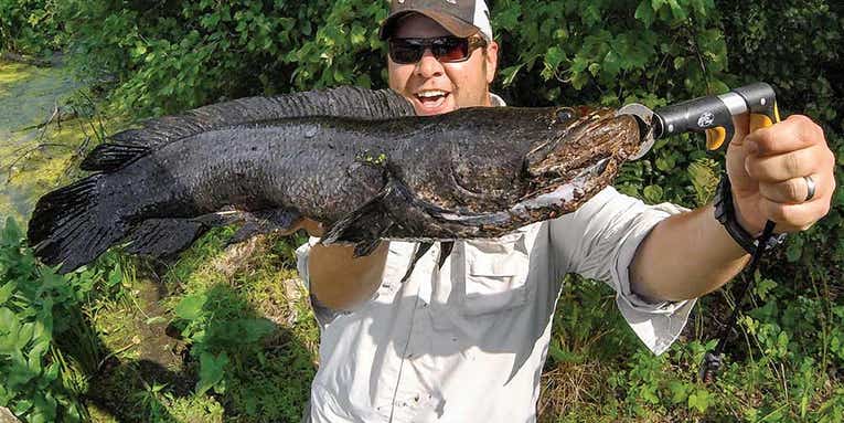 Get Snake-Bit: Catching Snakeheads on Topwater Lures Is Fishing’s Most Addictive Bite