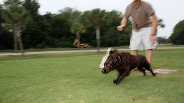 What I’ve Learned Raising a Gun Dog Pup