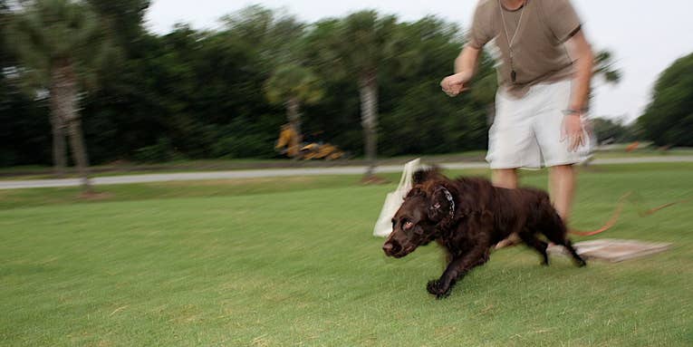 What I’ve Learned Raising a Gun Dog Pup