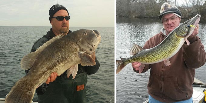 New State Record Tautog and Chain Pickerel in Maryland