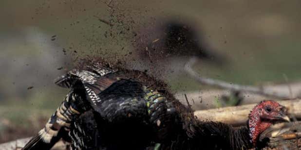 Turkey Calling: Target Call-Shy Gobblers Over Dusting Sites