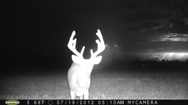 I was amazed at this photo when I pulled the card on my trail camera.