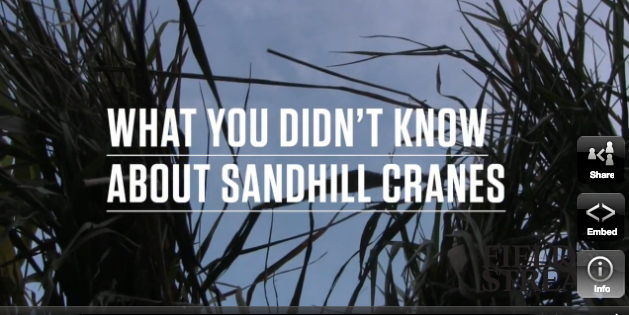 Video: What You Didn’t Know About Sandhill Cranes