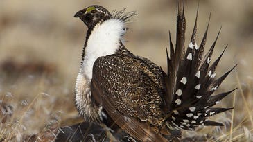 Sage Grouse “Protection Act” is Poorly Named, and Misleading