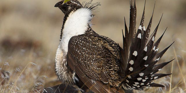 Sage Grouse “Protection Act” is Poorly Named, and Misleading