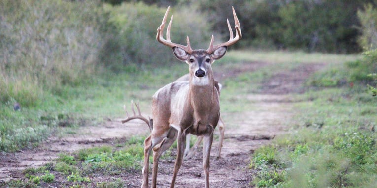 Maryland Enacts Some of Nation’s Stiffest Poaching Penalties