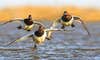 hunting canvasback ducks