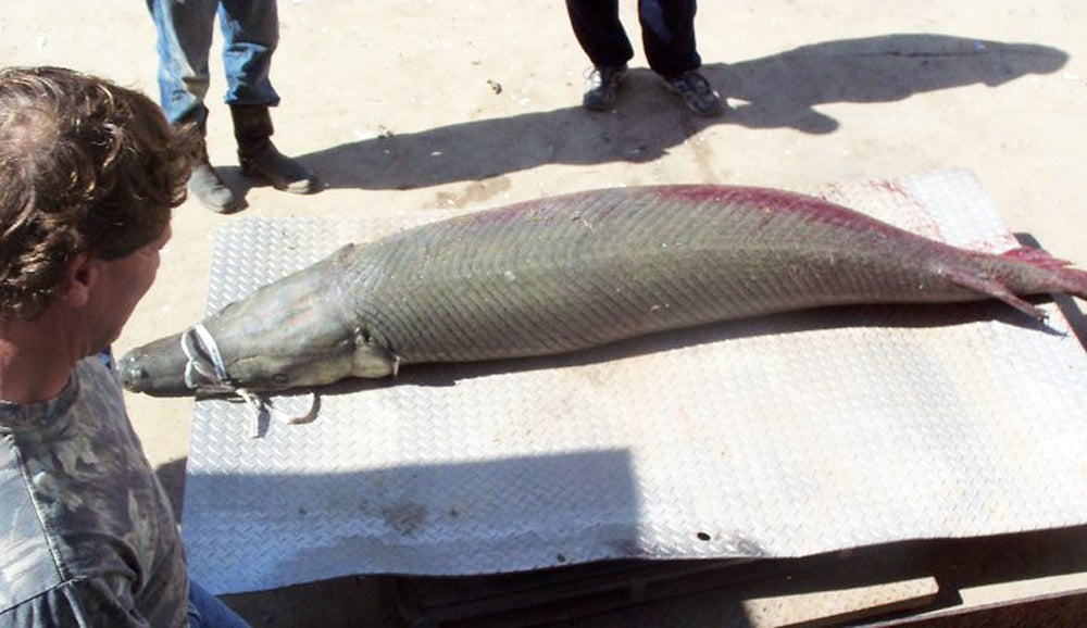 It might very well be the largest alligator gar on record, ever.