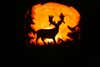 My husband and I are avid whitetail hunters, so this carving makes perfect sense. I had never carved a pumpkin before and two and a half hours later, this is what I came up with!