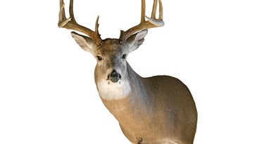 Three Ways to Keep Whitetail Mounts Looking Great