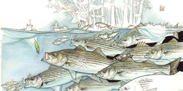 Southern Rock: Fishing the Striped Bass Spring Migration on the Roanoke River